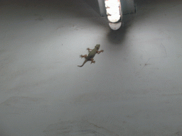 Gecko on the wall at Panaji