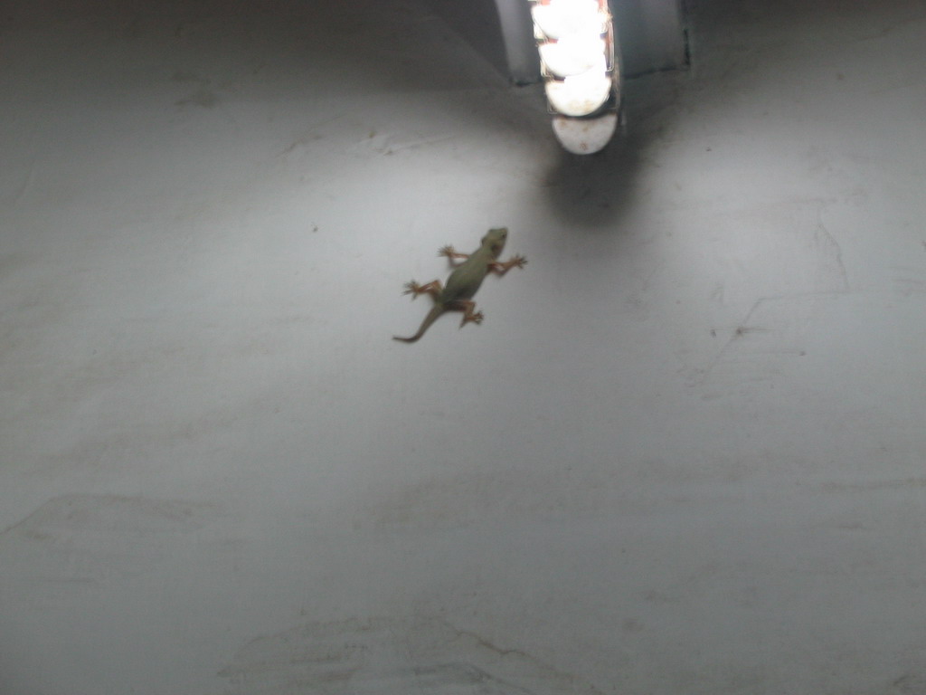 Gecko on the wall at Panaji