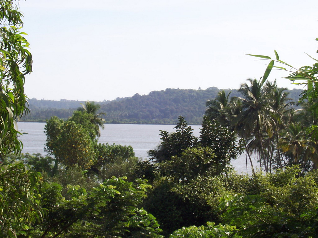 Zuari River and trees, viewed from the car from Colva Beach to Saligao