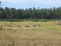 Rice fields next to the Mãe de Deus Church at Saligao