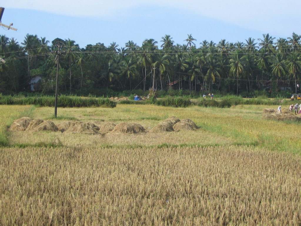 Rice fields next to the Mãe de Deus Church at Saligao