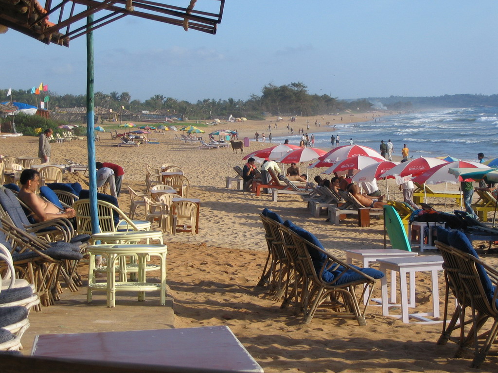 People and a cow at Baga Beach