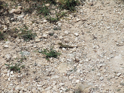 Lizard at the Calypso Cave viewing point