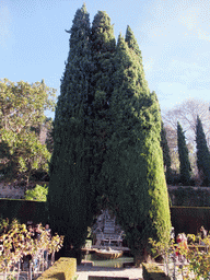 Fountain and tree at the Jardines Nuevos gardens at the Palacio de Generalife