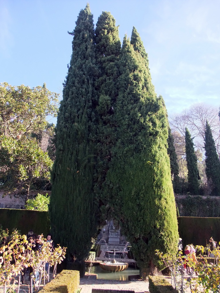 Fountain and tree at the Jardines Nuevos gardens at the Palacio de Generalife