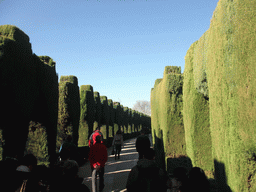 Trees at the old city at the Alhambra palace