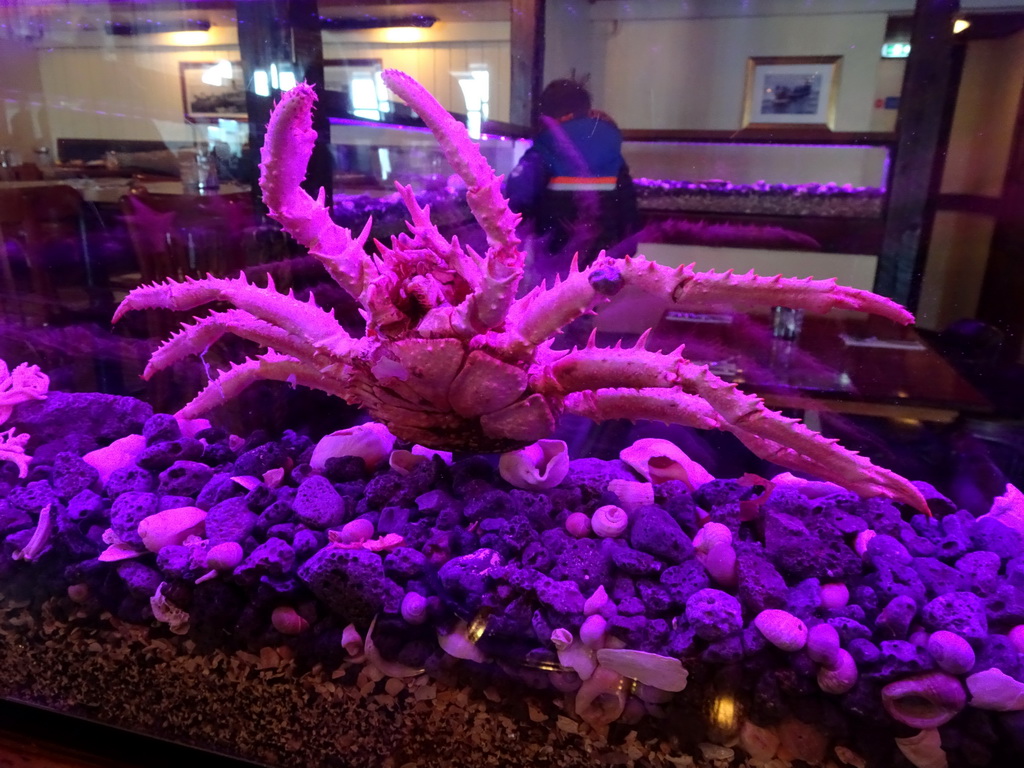 Max and a stuffed Crab in the Fish House restaurant