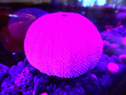 Stuffed Sea Urchin in the Fish House restaurant
