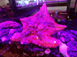 Stuffed Starfish in the Fish House restaurant