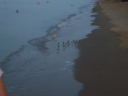 Birds at the beach of Haikou