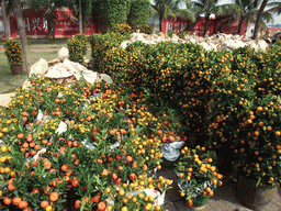 Orange trees for sale for the Chinese New Year, at Guoxing Avenue