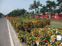 haikou_4_002 - 475 kb - 1024x768 - Orange trees for sale for the Chinese New Year, at Guoxing Avenue Orange trees for sale for the Chinese New Year, at Guoxing Avenue