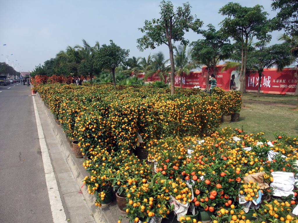 Orange trees for sale for the Chinese New Year, at Guoxing Avenue