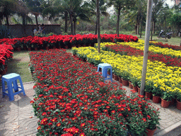 Flowers for sale, at Guoxing Avenue