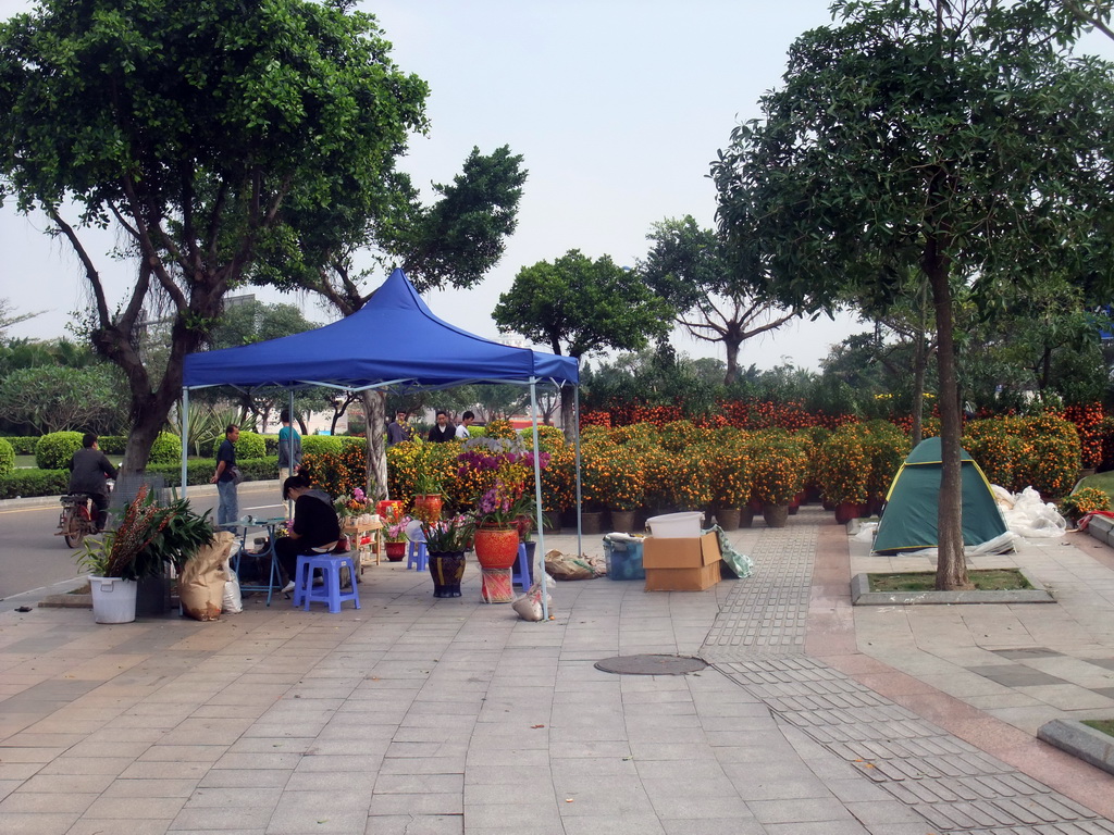 Orange trees for sale for the Chinese New Year, at Guoxing Avenue