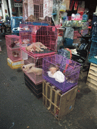 Cages with animals in the city center