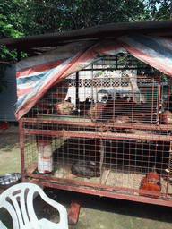Cage with animals at a restaurant in the city center
