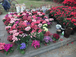 Flowers for sale, at Guoxing Avenue