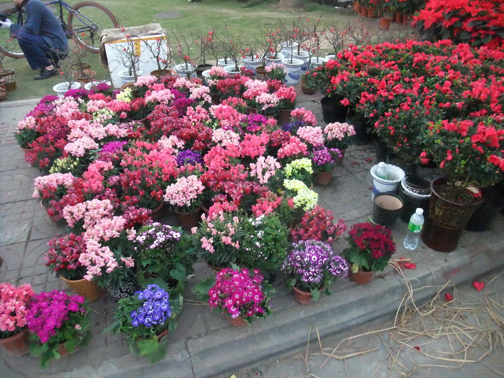 Flowers for sale, at Guoxing Avenue