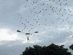 Birds above Guoxing Avenue