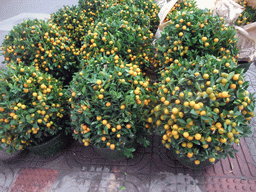 Orange trees for sale for the Chinese New Year, at Guoxing Avenue