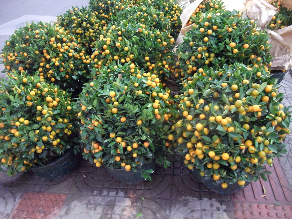 Orange trees for sale for the Chinese New Year, at Guoxing Avenue