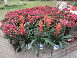 Flowers for sale, at Guoxing Avenue