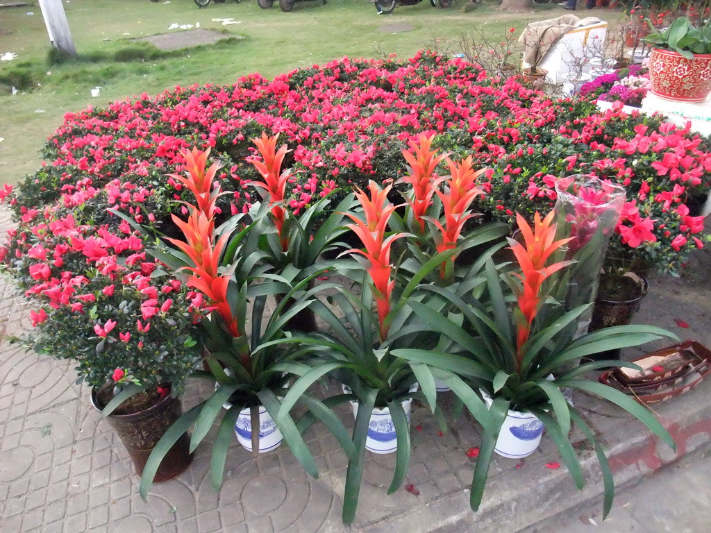 Flowers for sale, at Guoxing Avenue