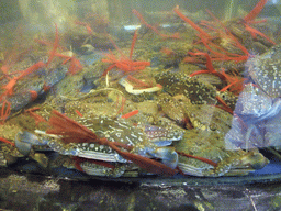 Crabs in a restaurant to the south of the city center