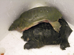 Turtles in a restaurant to the south of the city center