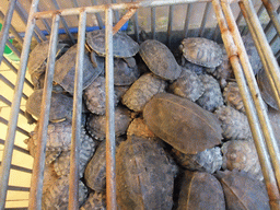 Cage with turtles in a restaurant to the south of the city center