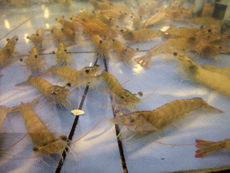 Shrimps in a restaurant to the south of the city center