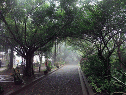 Path covered by trees at the Hainan Volcano Park