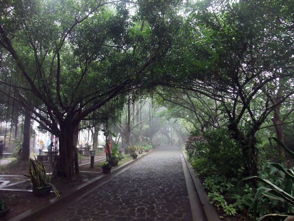 Path covered by trees at the Hainan Volcano Park