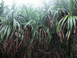 Trees at the Mt. Fengluling volcano crater at the Hainan Volcano Park