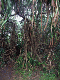 Trees at the Mt. Fengluling volcano crater at the Hainan Volcano Park