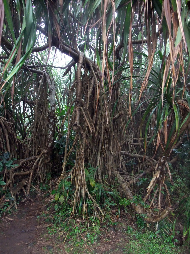 Trees at the Mt. Fengluling volcano crater at the Hainan Volcano Park