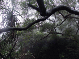 Trees at the Mt. Fengluling volcano crater at the Hainan Volcano Park