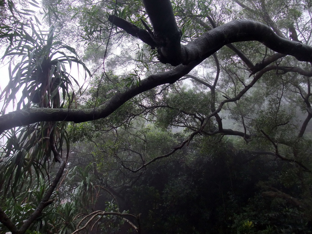 Trees at the Mt. Fengluling volcano crater at the Hainan Volcano Park