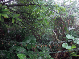 Trees, plants and chains with locks at the Mt. Fengluling volcano crater at the Hainan Volcano Park