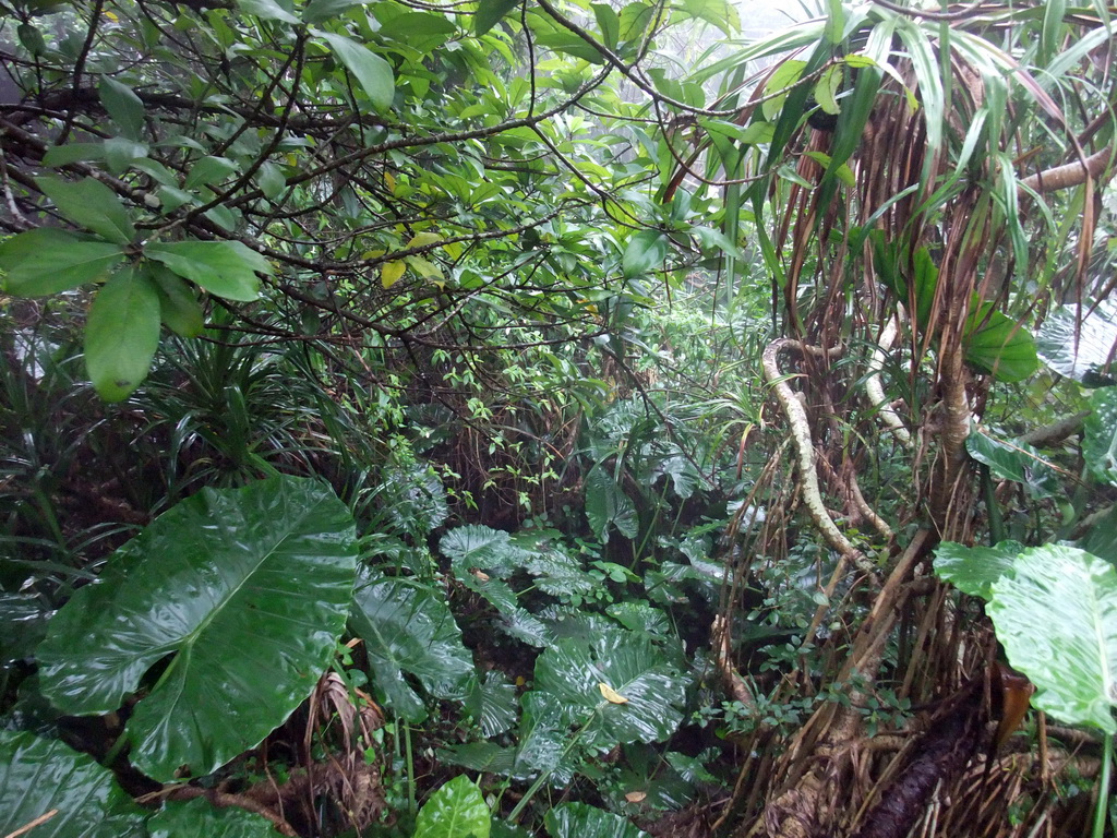 Trees and plants at the Mt. Fengluling volcano crater at the Hainan Volcano Park