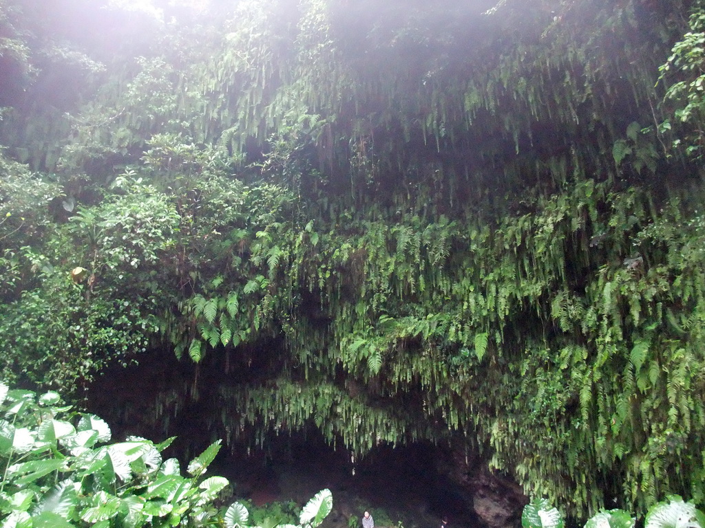 Plants hanging above a cave at the Mt. Fengluling volcano crater at the Hainan Volcano Park