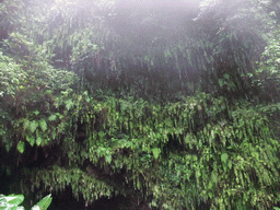 Plants hanging above a cave at the Mt. Fengluling volcano crater at the Hainan Volcano Park