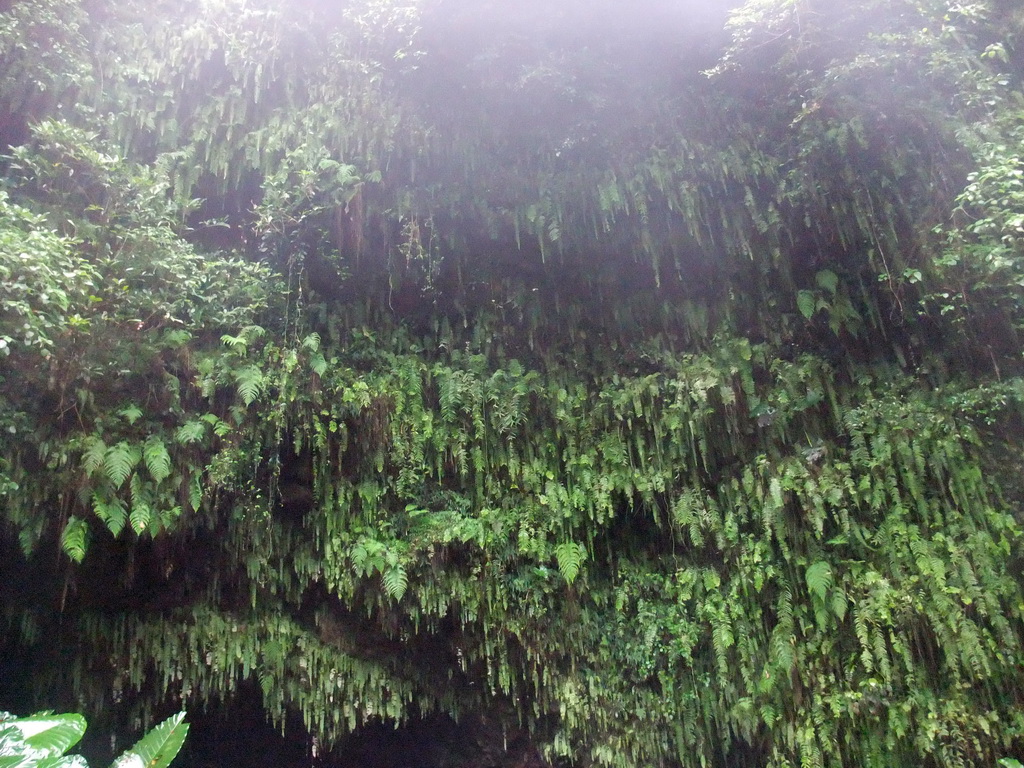 Plants hanging above a cave at the Mt. Fengluling volcano crater at the Hainan Volcano Park