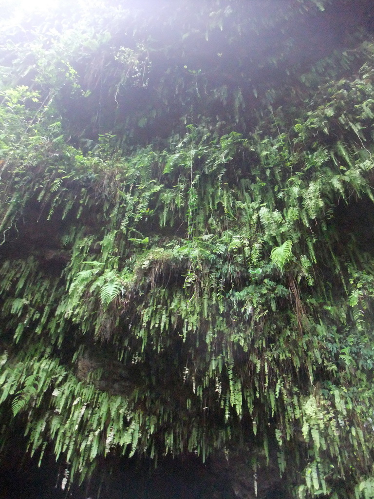 Plants hanging above a cave at the Mt. Fengluling volcano crater at the Hainan Volcano Park