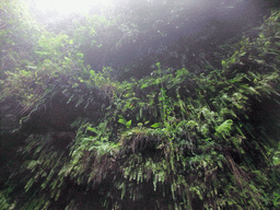 Plants hanging on a cliff at the Mt. Fengluling volcano crater at the Hainan Volcano Park