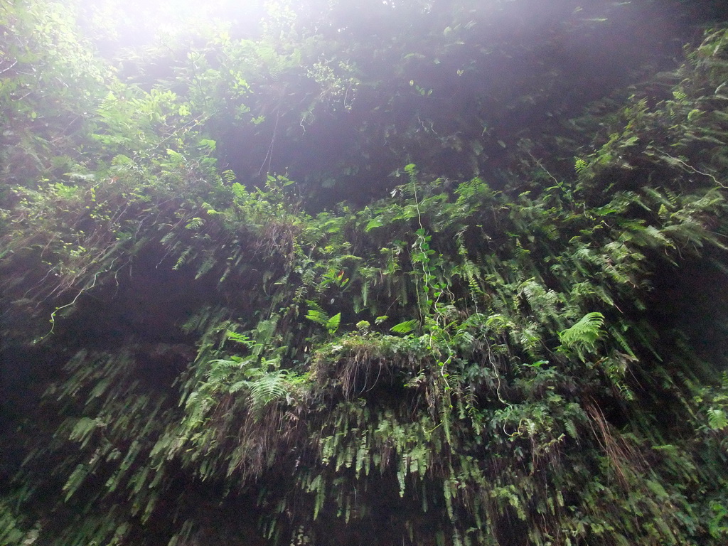 Plants hanging on a cliff at the Mt. Fengluling volcano crater at the Hainan Volcano Park