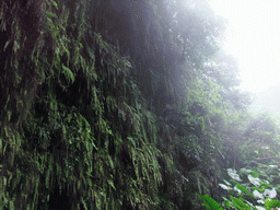 Plants hanging on a cliff at the Mt. Fengluling volcano crater at the Hainan Volcano Park