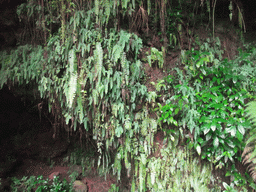 Plants hanging above a cave at the Mt. Fengluling volcano crater at the Hainan Volcano Park