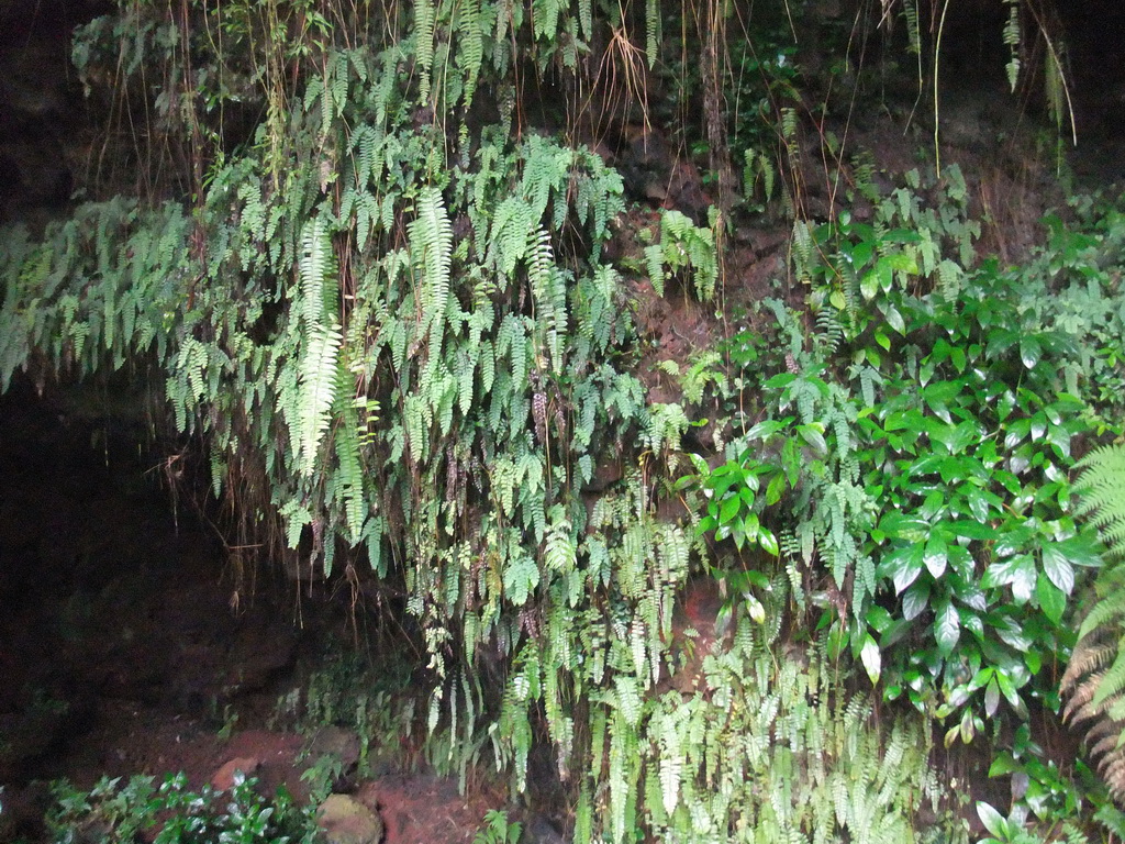 Plants hanging above a cave at the Mt. Fengluling volcano crater at the Hainan Volcano Park